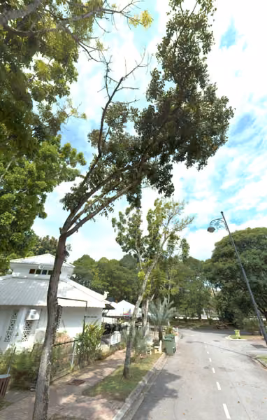tree photo