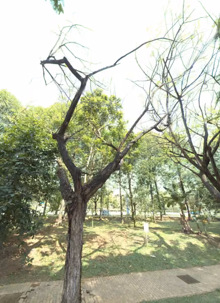 tree photo