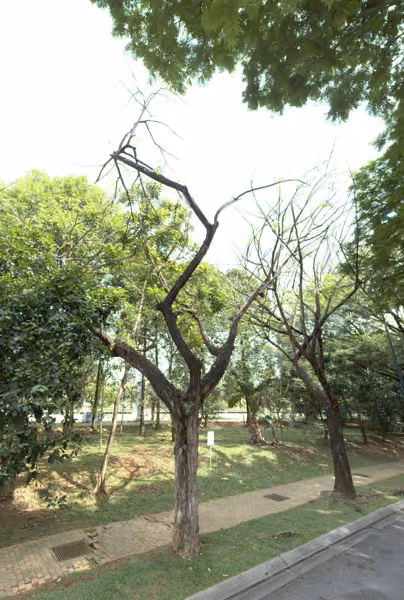 tree photo