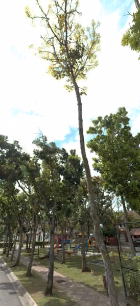 tree photo