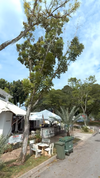 tree photo