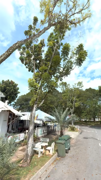 tree photo