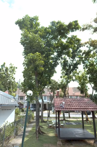 tree photo