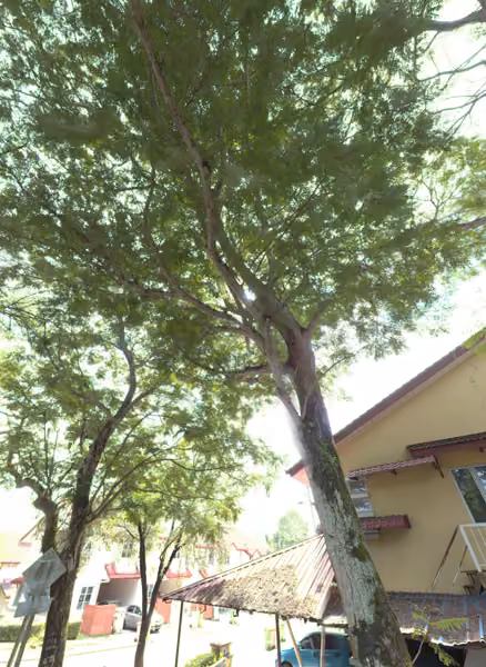 tree photo
