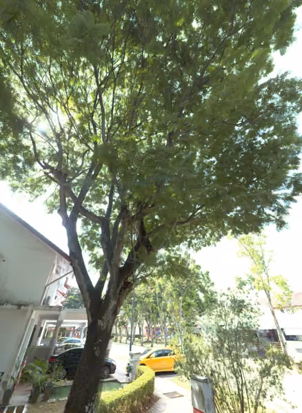 tree photo