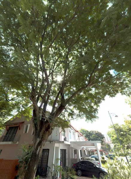 tree photo