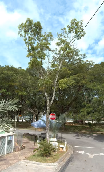 tree photo