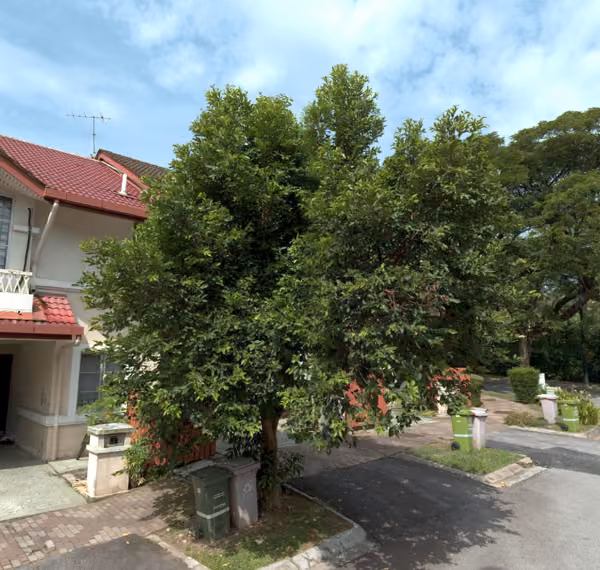 tree photo