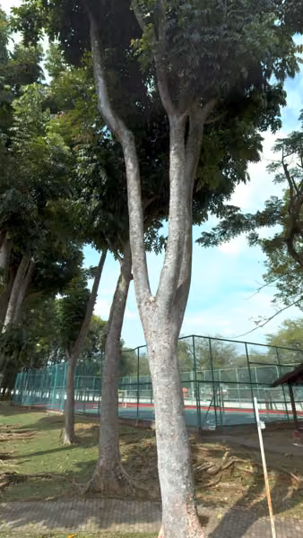 tree photo