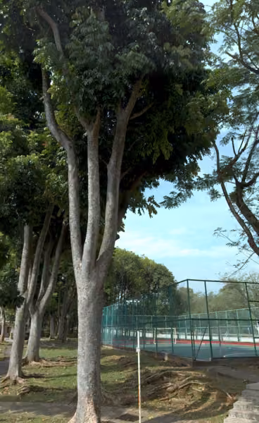 tree photo