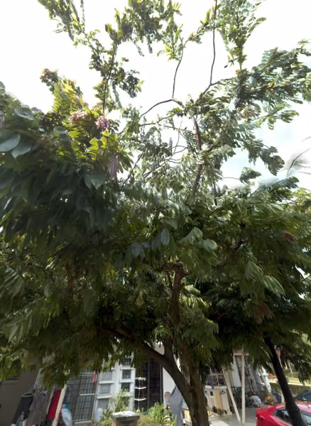 tree photo