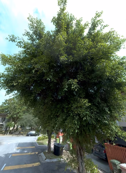 tree photo