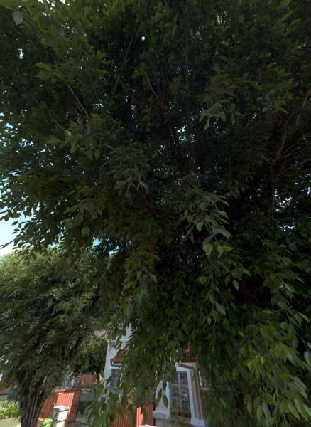 tree photo