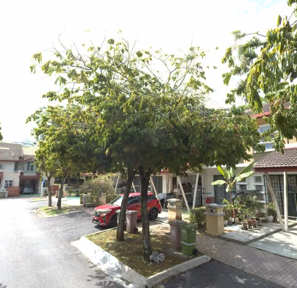 tree photo