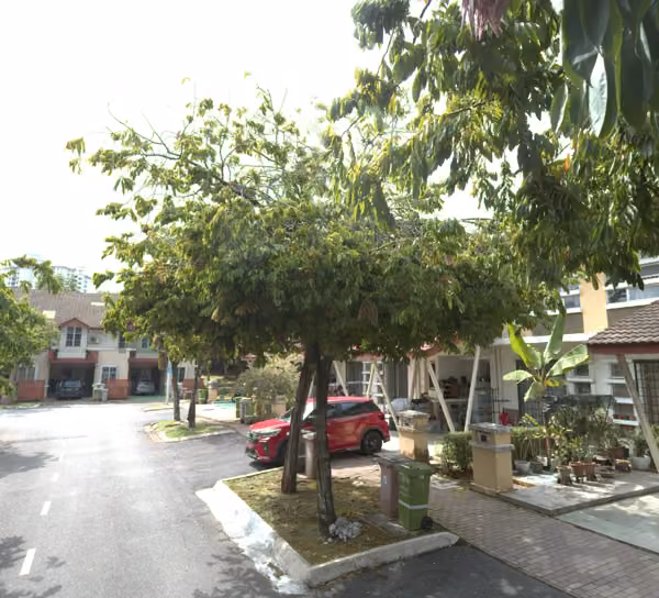 tree photo