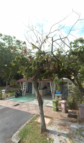 tree photo
