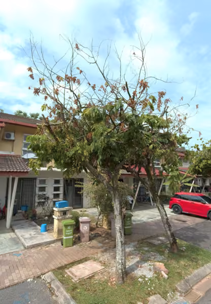 tree photo