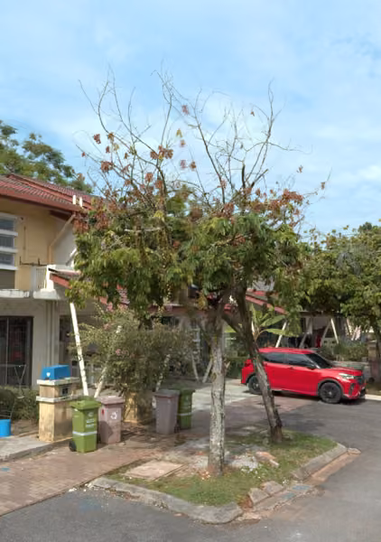 tree photo