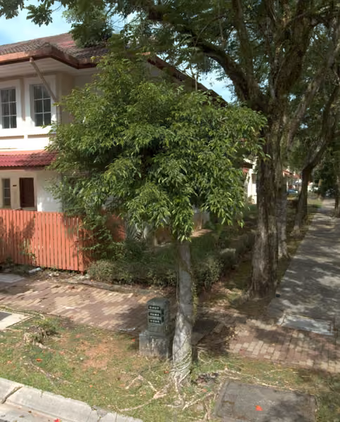 tree photo