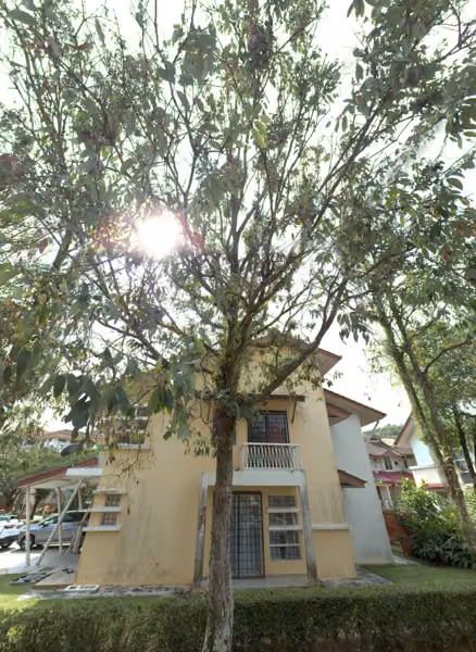 tree photo