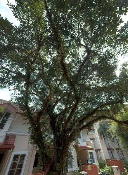 tree photo