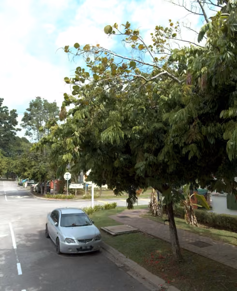 tree photo