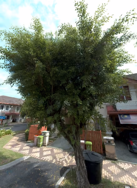 tree photo