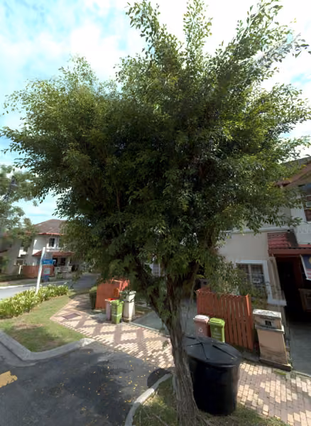 tree photo