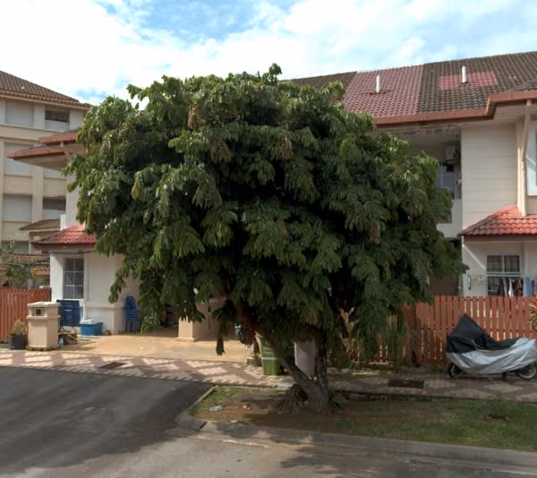 tree photo