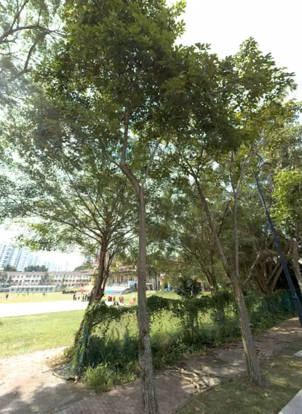 tree photo