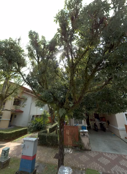 tree photo