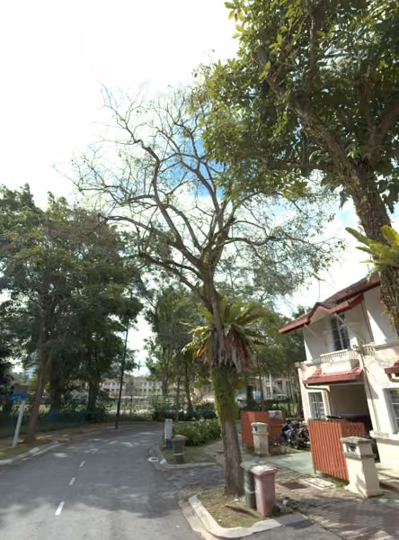 tree photo