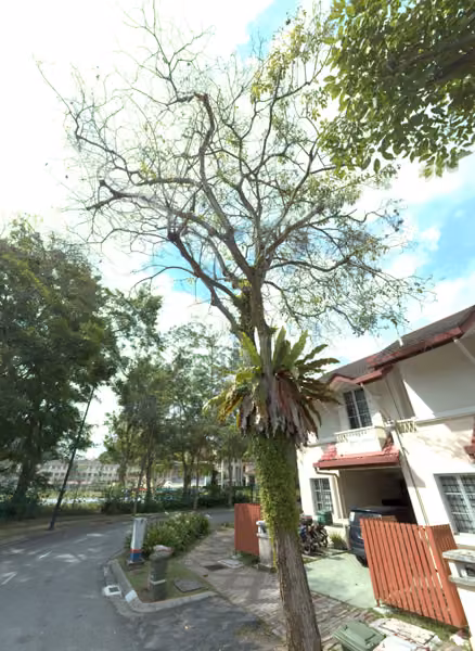 tree photo