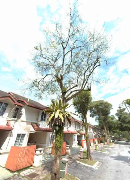 tree photo