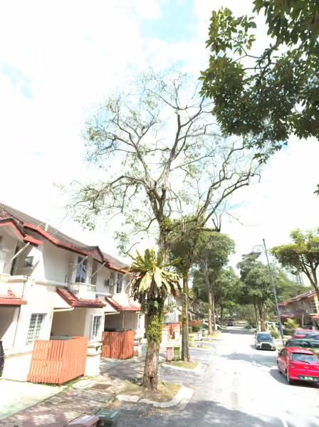 tree photo