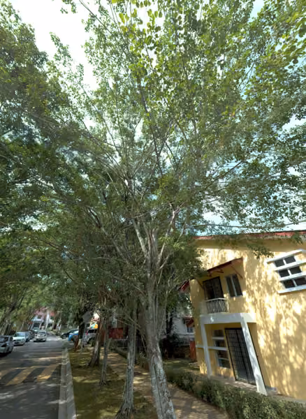 tree photo