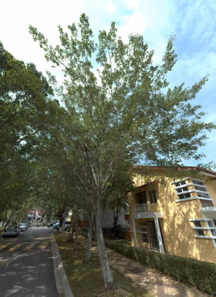 tree photo