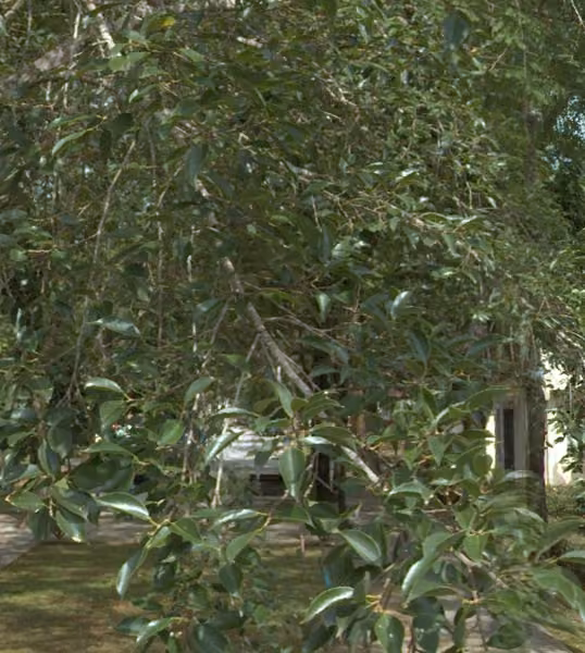 tree photo