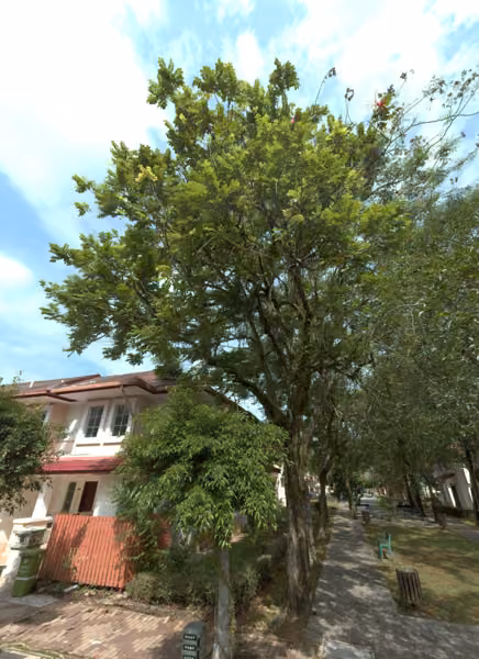 tree photo