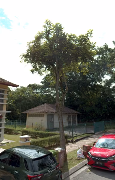tree photo