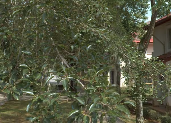 tree photo