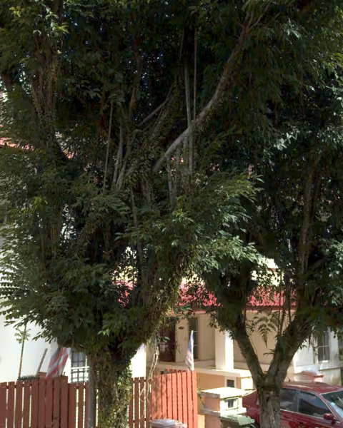 tree photo