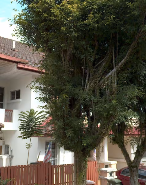 tree photo