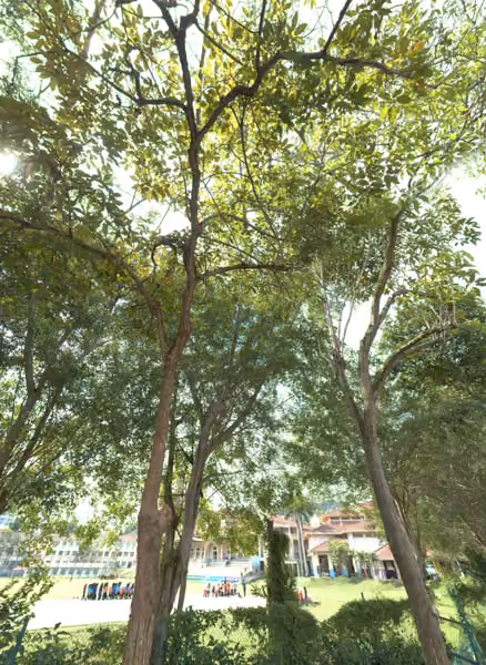 tree photo