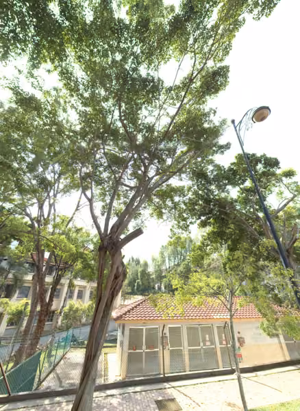 tree photo