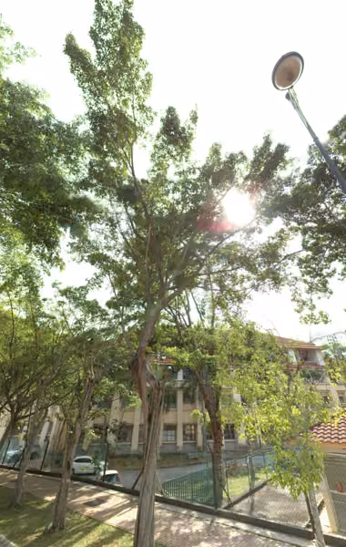 tree photo