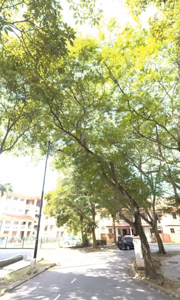 tree photo