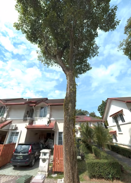 tree photo