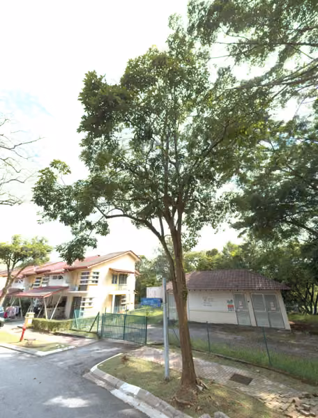 tree photo