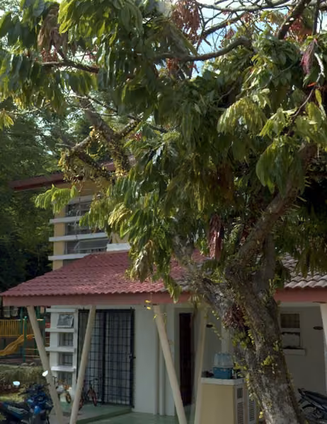 tree photo